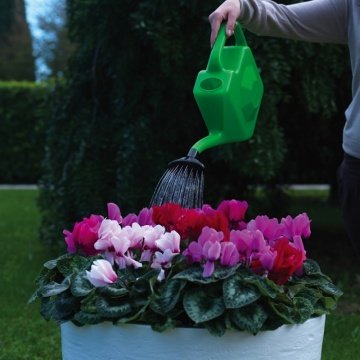 DiMartino Proline 5 Yağmurlama İbriği 5 Litre