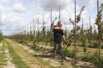 Felco 220 Dal Budama Makası 80cm Alüminyum Çift El