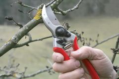 Felco 2 Budama Makası ve Felco 600 Budama Testeresi