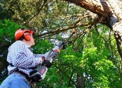 Oregon PS250 Şarjlı Yüksek Dal Budama Testeresi 36V Aküsüz