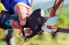 Campagnola Stark M Şarjlı Elektronik Budama Makası 14.4V 2.5Ah 2 Akülü